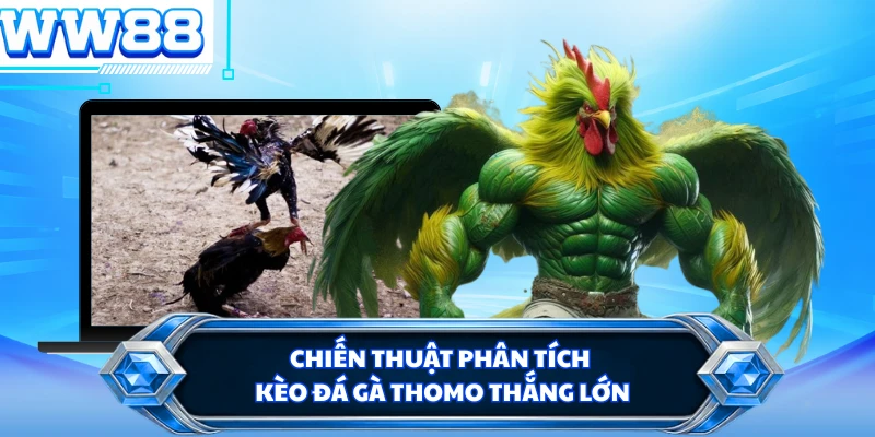 Chiến thuật phân tích kèo đá gà Thomo thắng lớn