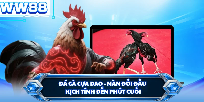 Đá Gà Cựa Dao - Màn Đối Đầu Kịch Tính Đến Phút Cuối
