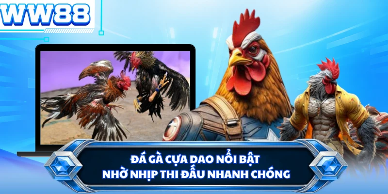Đá gà cựa dao nổi bật nhờ nhịp thi đấu nhanh chóng