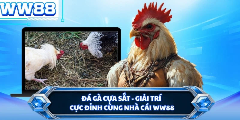 Đá Gà Cựa Sắt - Giải Trí Cực Đỉnh Cùng Nhà Cái WW88