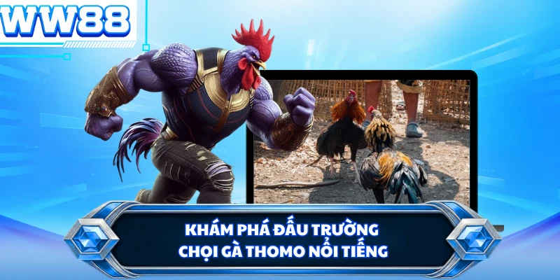 Khám phá đấu trường chọi gà Thomo nổi tiếng