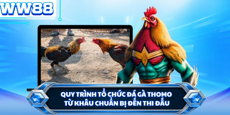 Quy trình tổ chức đá gà Thomo từ khâu chuẩn bị đến thi đấu