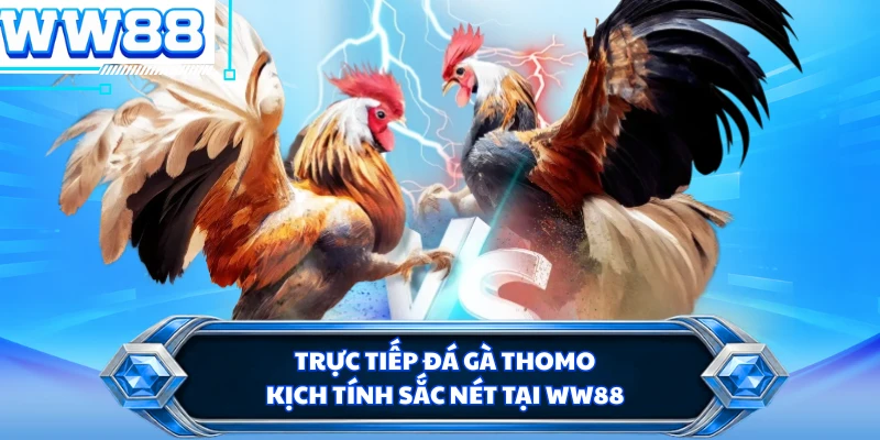 Trực tiếp đá gà Thomo kịch tính sắc nét tại WW88